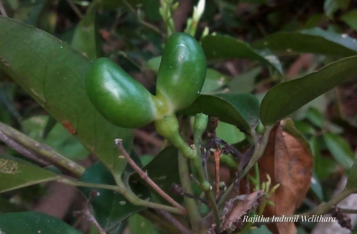 Jasminum flexile Vahl